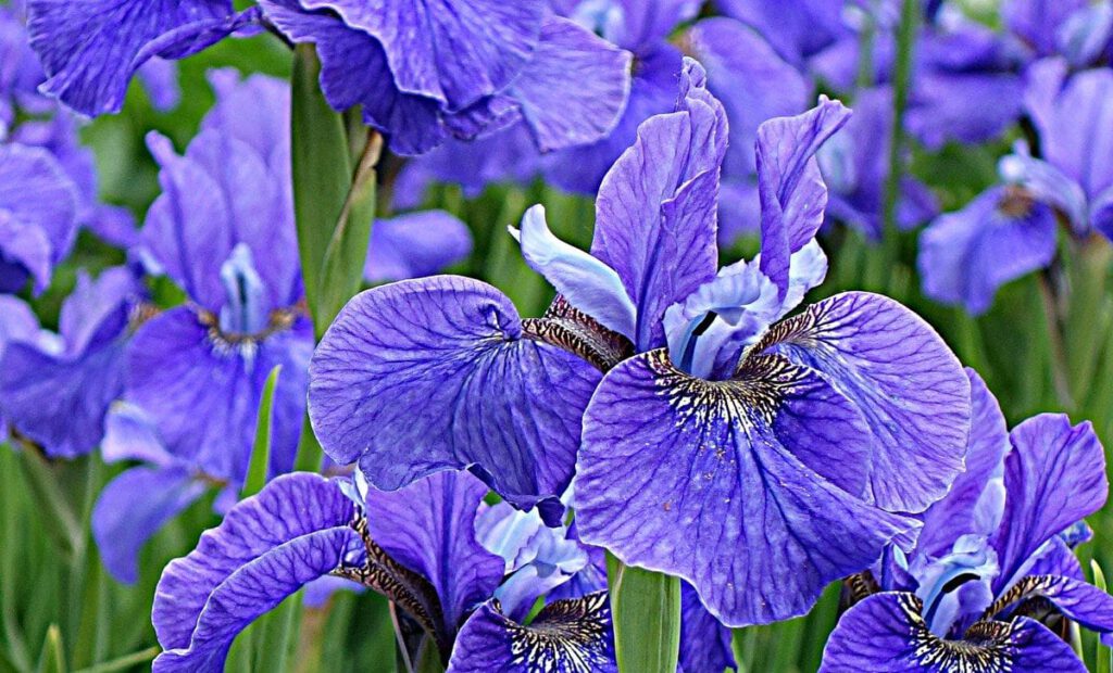 Blue Iris by Helen Hillman 