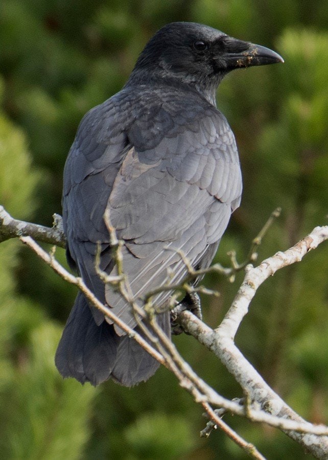 Solitary Crow: Andrew Ogdon 