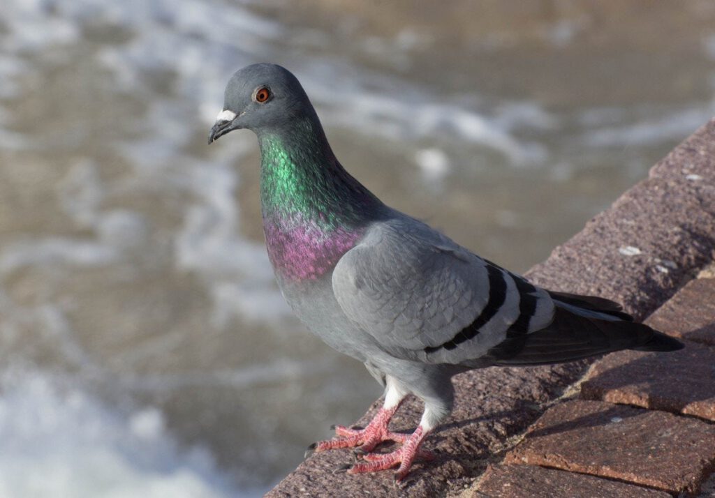 My Pigeon: Keith Dawson 