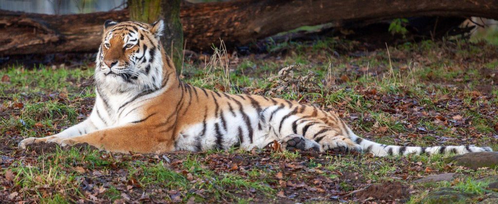 Tiger Tiger: Paul Armitage