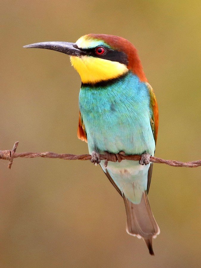 Bee Eater: Dave G