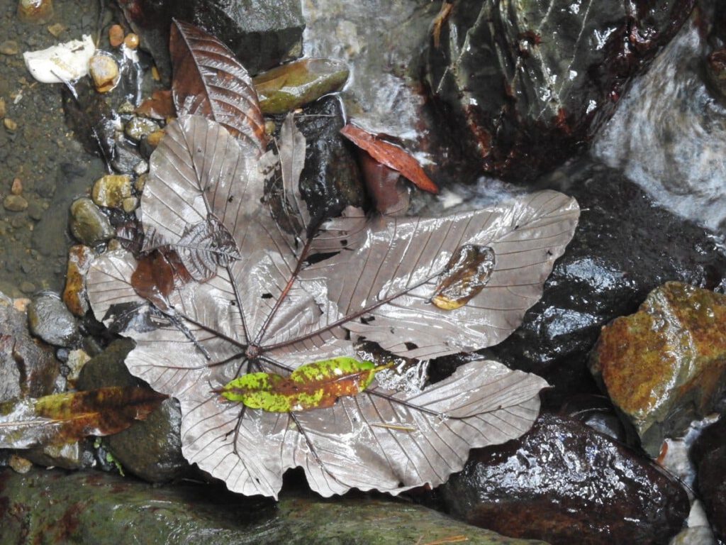 Wet Leaves – Britta Schaa