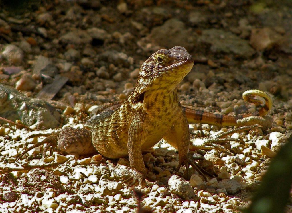 Curly-tailed Lizard - Lee Mullins