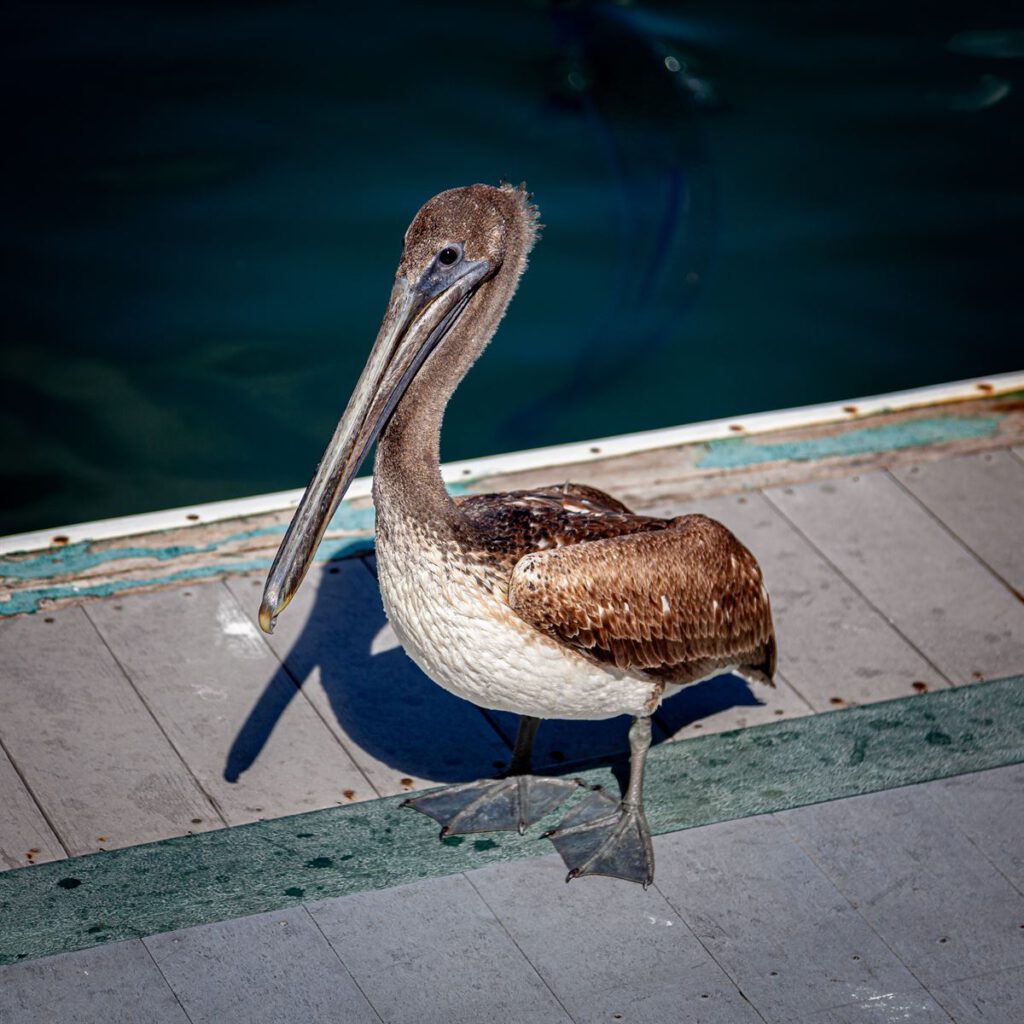 Pelican - Paul Armitage