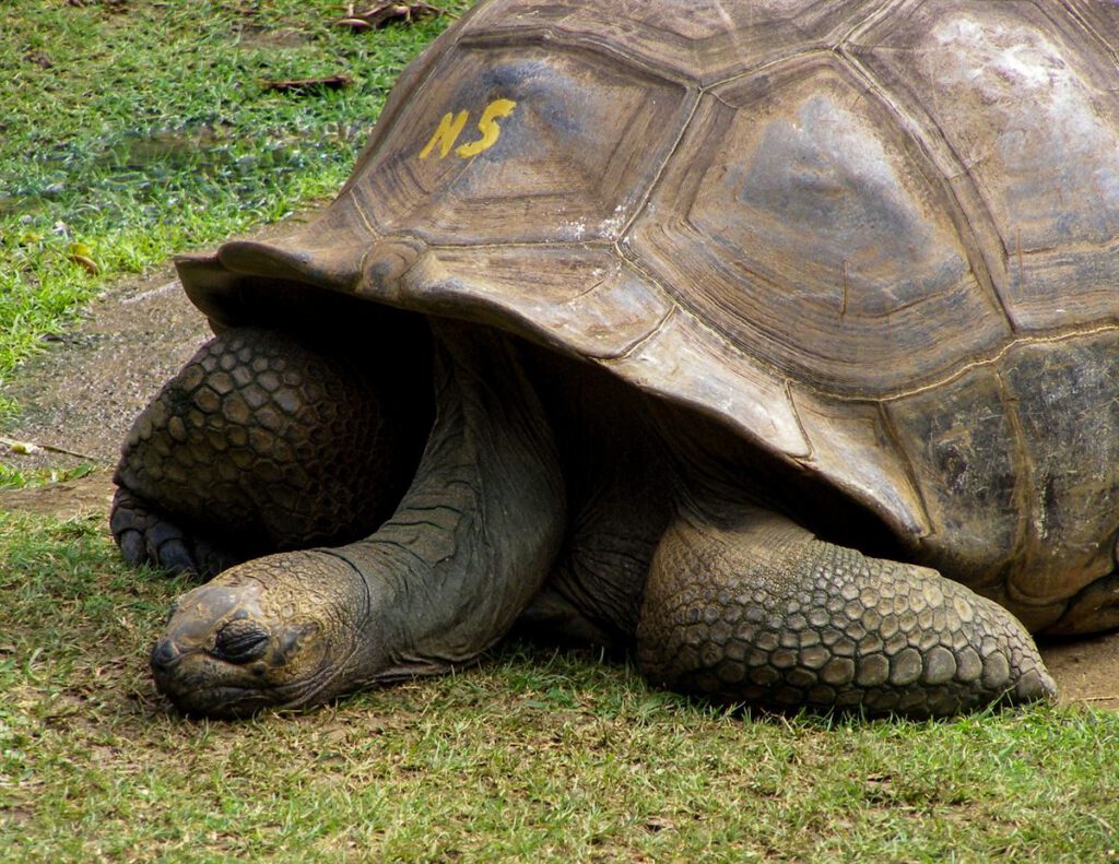 Snoozing Tortoise - Lee Mullins
