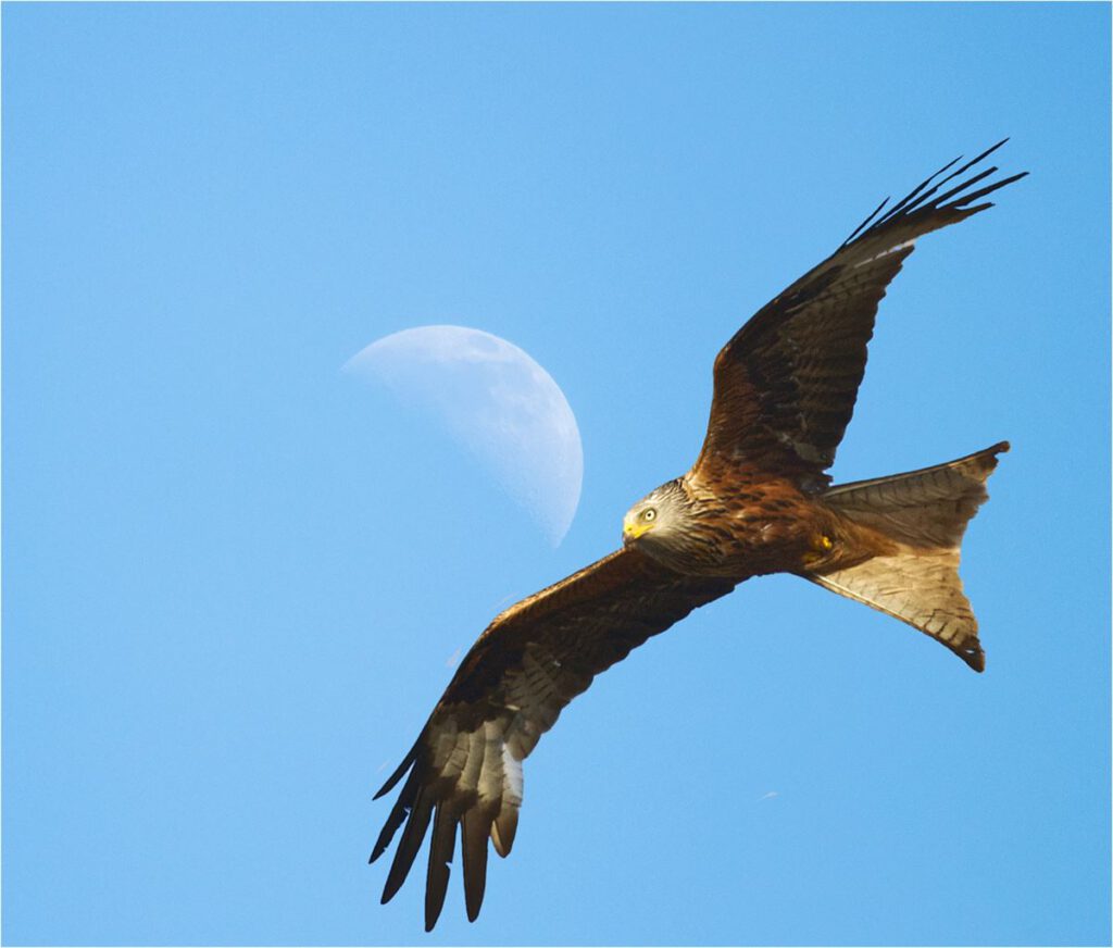 The Red Kite Flew Under the Moon - Keith Vincent
