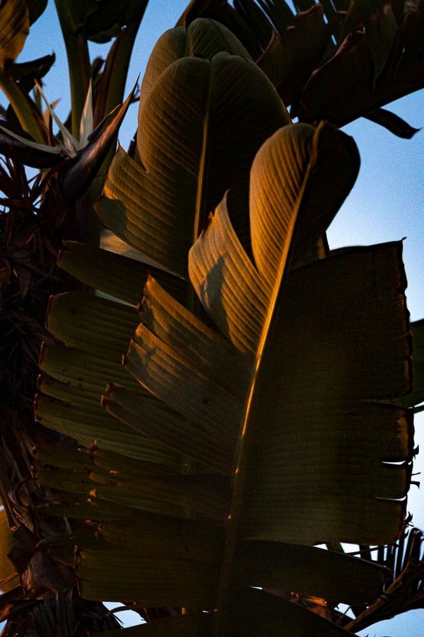Palm Leaf – Paul Armitage