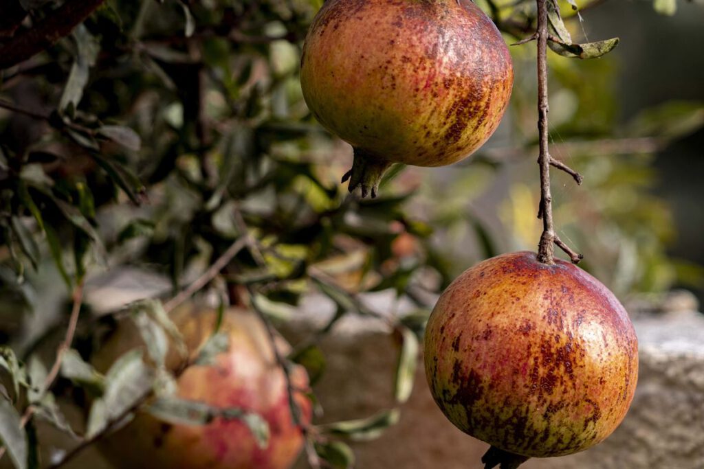 Pomegranate by Andrew Ogdon