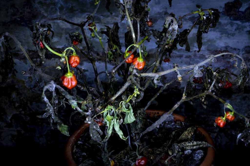 The DEAD Hot Chilli Peppers by Andrew Ogdan