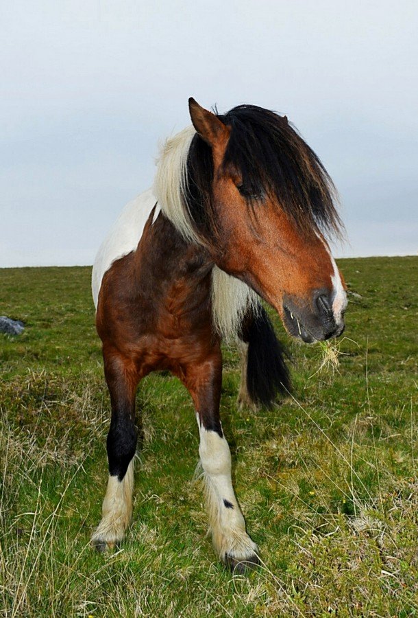 Dartmoor Pony – Lu Dunne