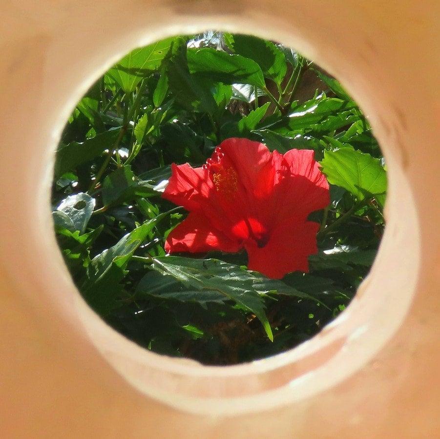Hibiscus in a Hole by Helen