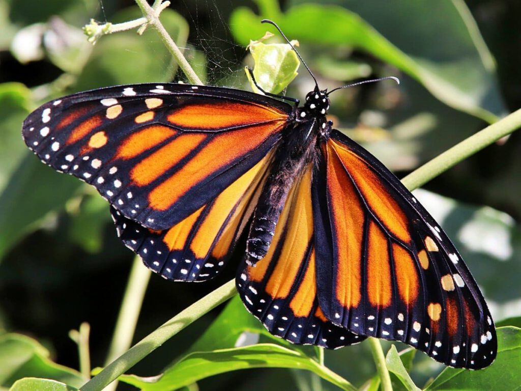 Monarch Butterfly Just Emerged From Its Chrysalis – Richard Holmes