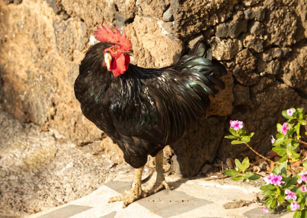 Chicken El Hierro by Wendy Kerr