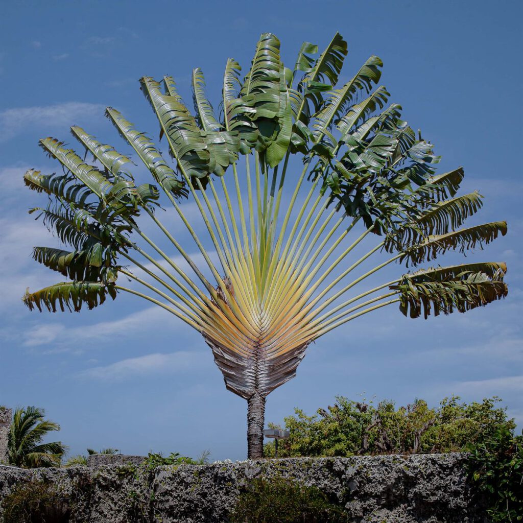 Fan Palm by Paul Armitage