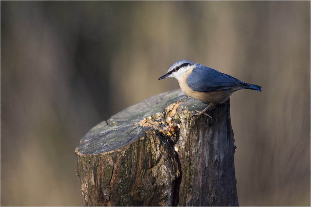 Nuthatch by Keith Vincent