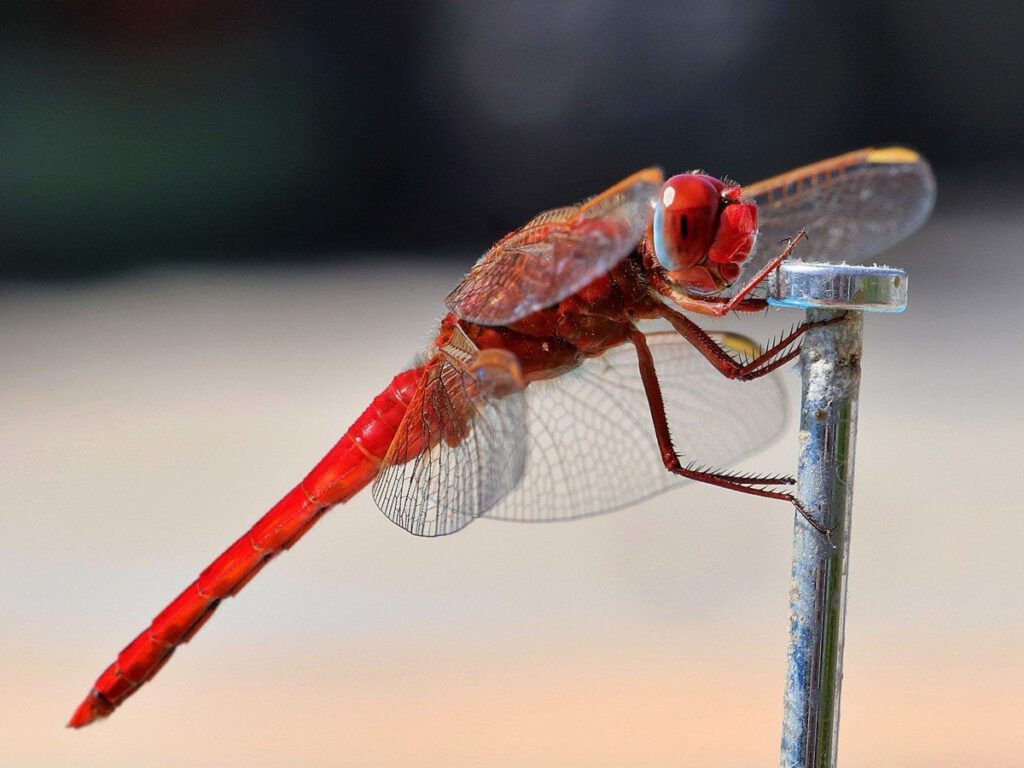 Dragonfly – Richard Holmes