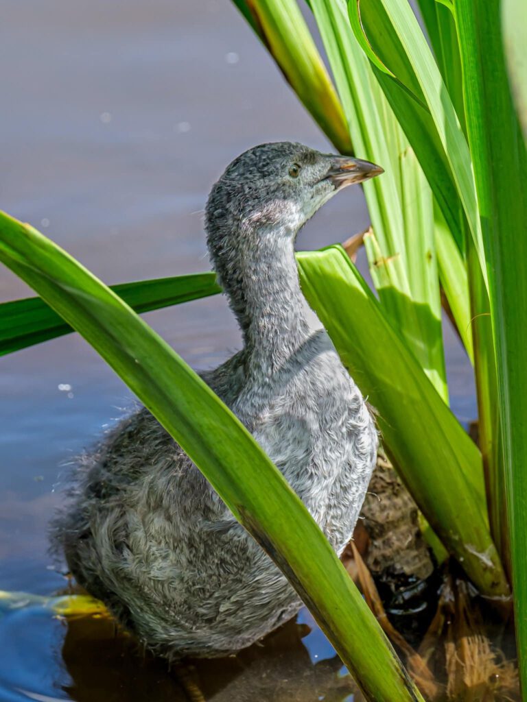 Young Coot by Duncan Gray