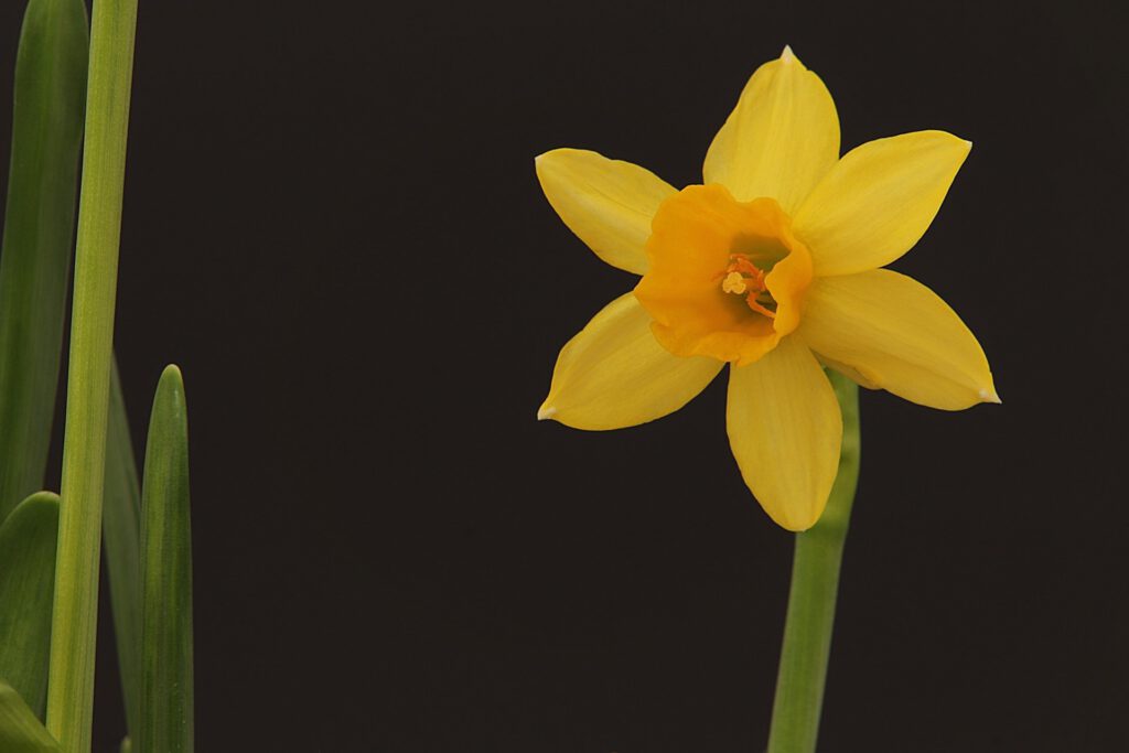 Miniature Daffodil by Richard Holmes