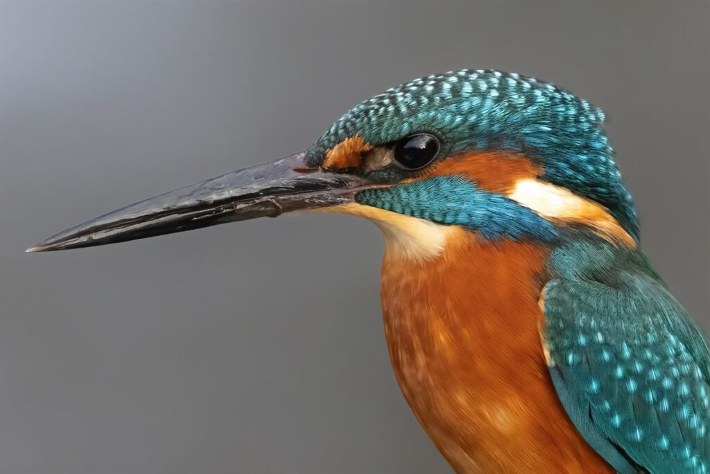 Male Kingfisher Portrait by Ian Gray