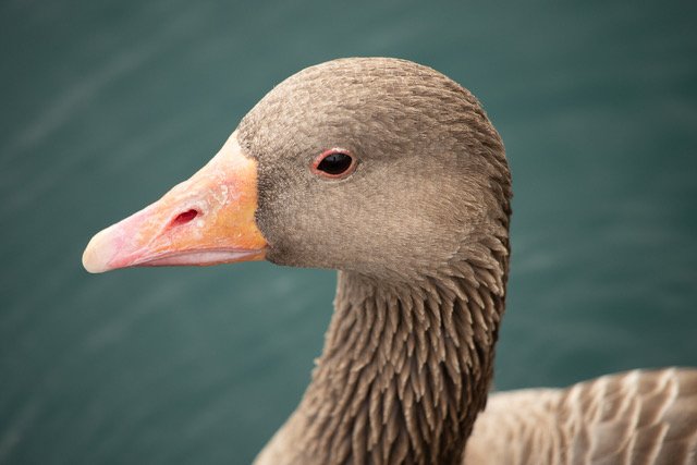 Greylag Goose – Wendy Kerr
