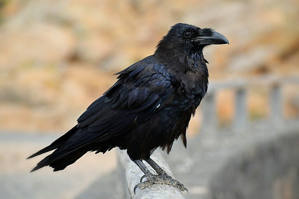 Crow – Lu Dunne 