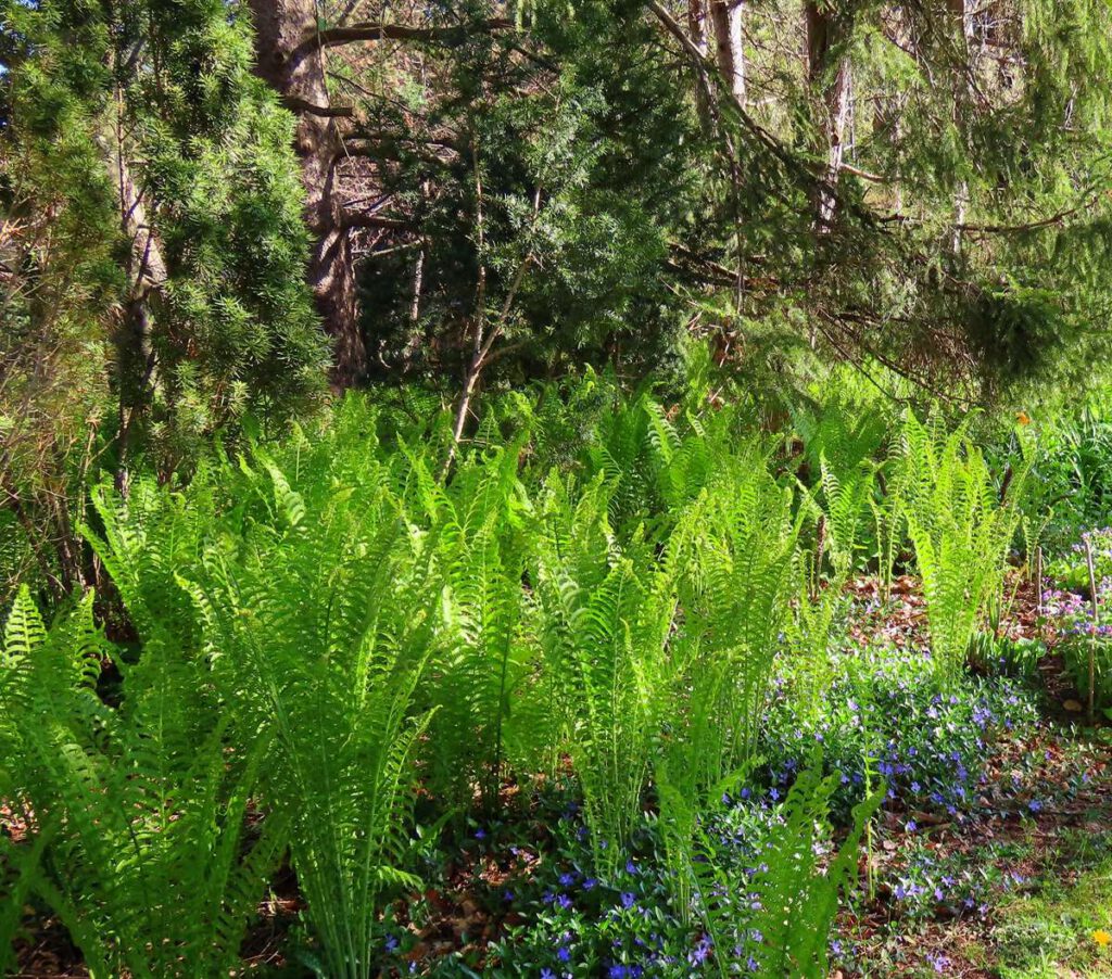 New Ferns of Spring - Helen Hillman