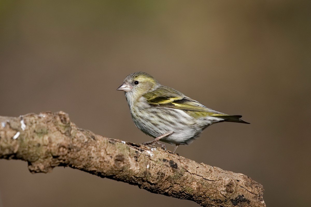 Siskin by Laura Woods