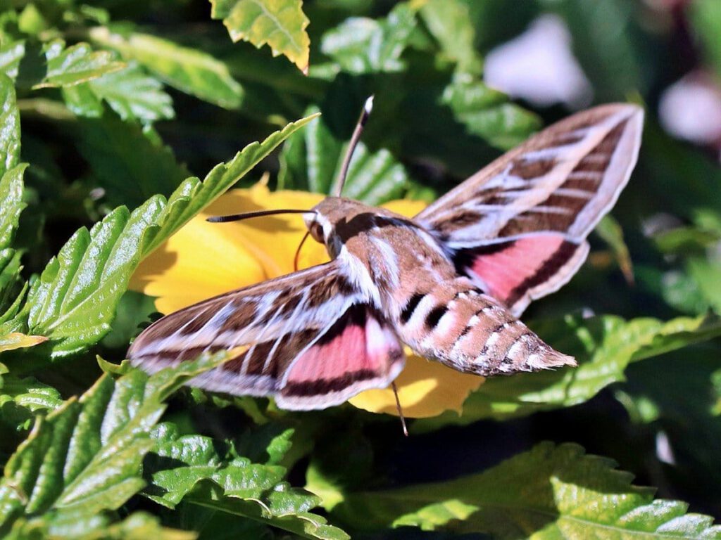 Humming Bird Moth: Richard Holmes