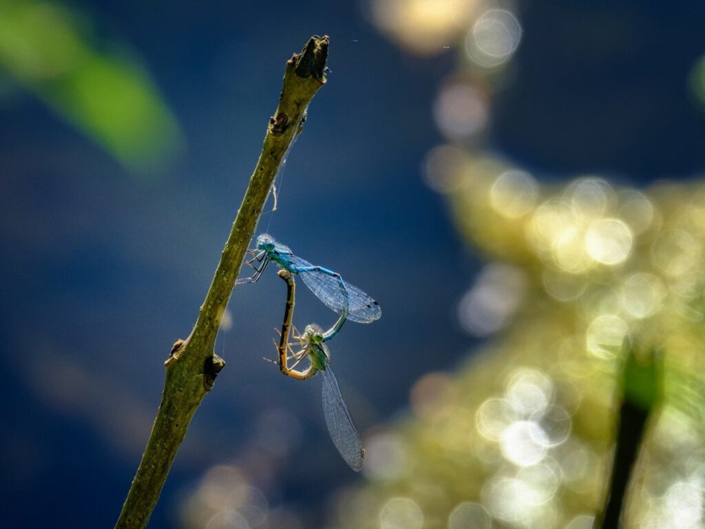 Mating Dragonflies: Duncan Gray