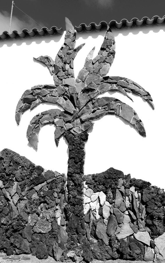 Palm Mosaic in El Roque. Richard Holmes