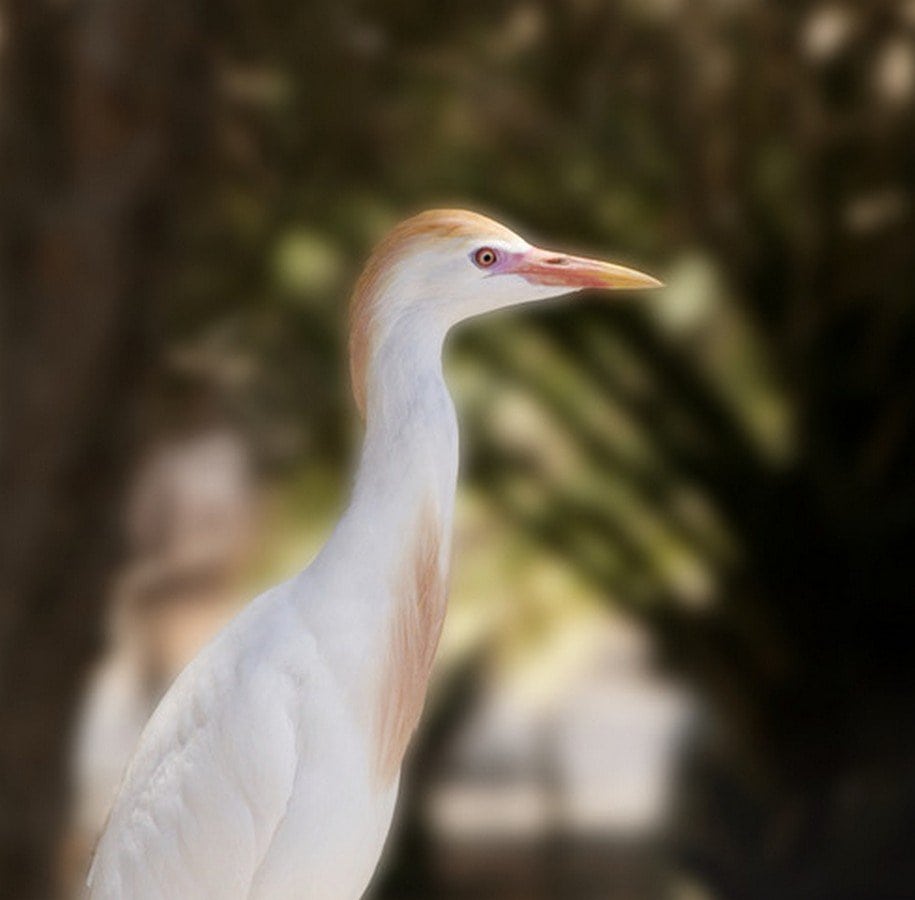 Another Egret by Wendy Kerr 