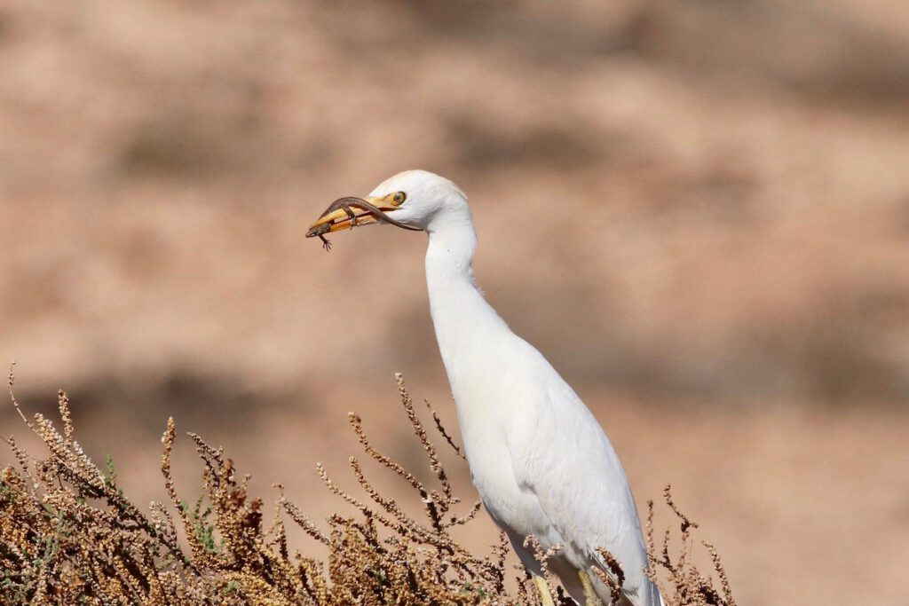 Cattle Egret with Lizard by Dave G 