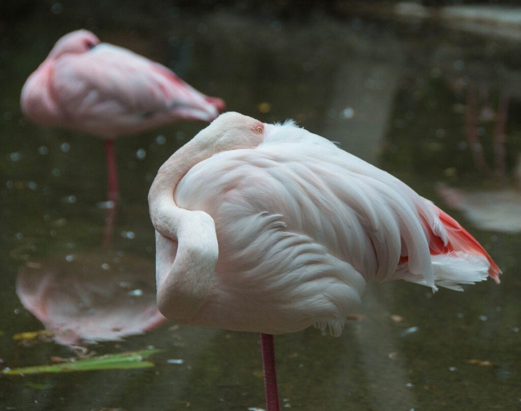 Flamingo by Keith Dawson