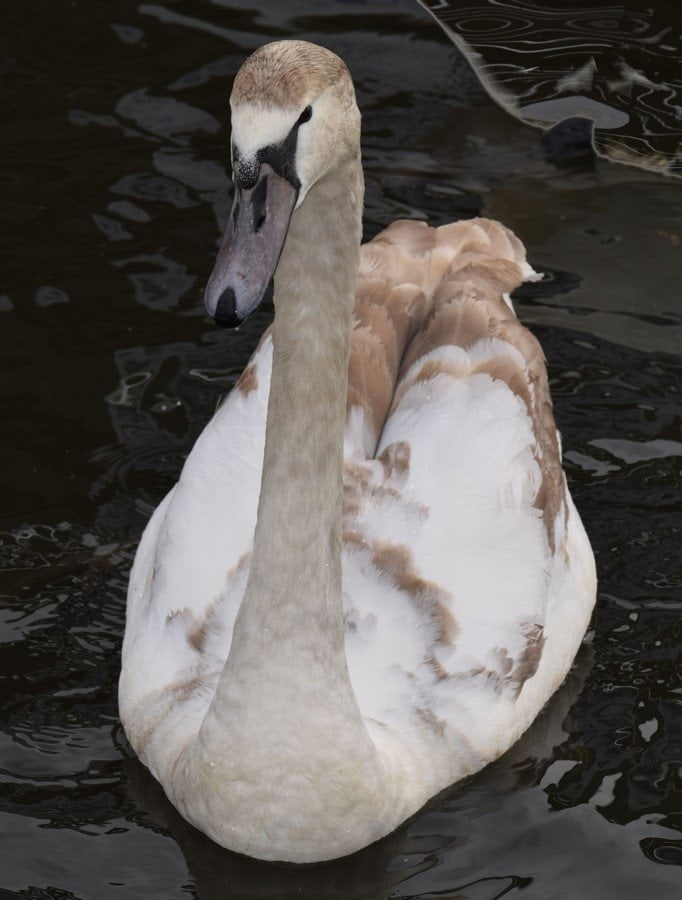 Majestic Swan by Ken Johnson