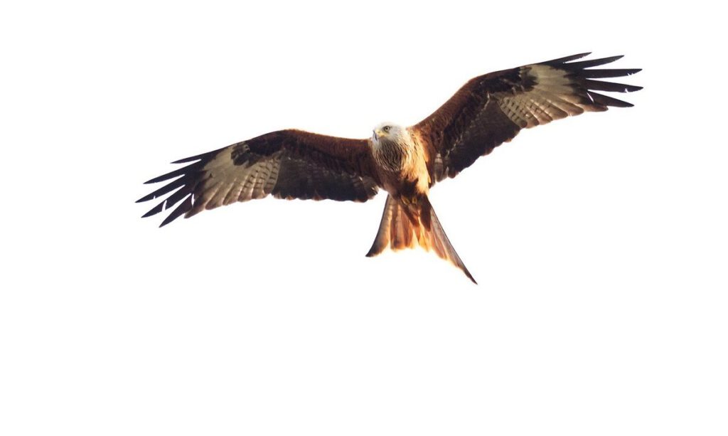 Red Kite by Keith Vincent