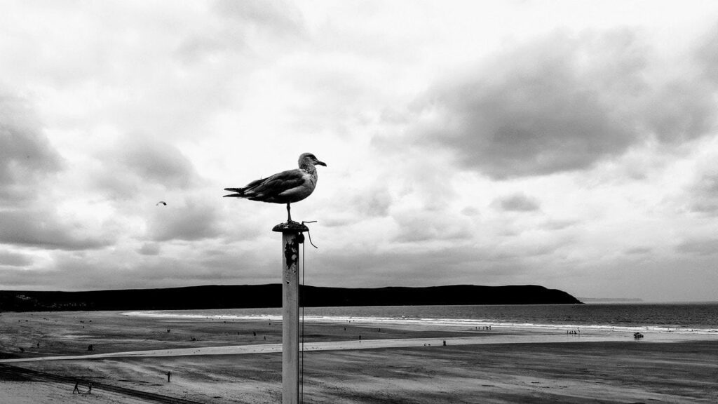 Seagull 1 by Daz