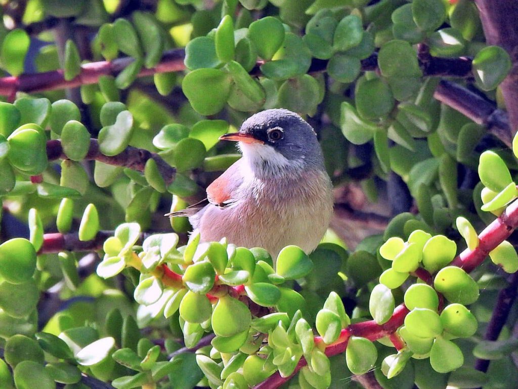 Spectacled Warbler by Richard Holmes 