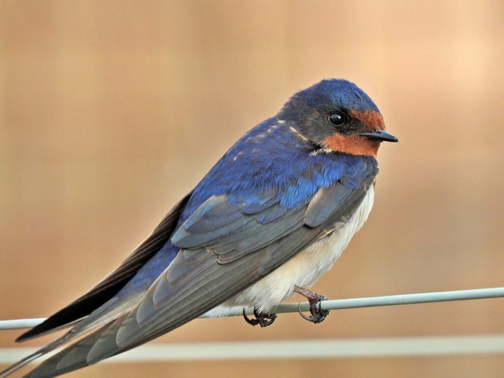 Swallow by Richard Holmes