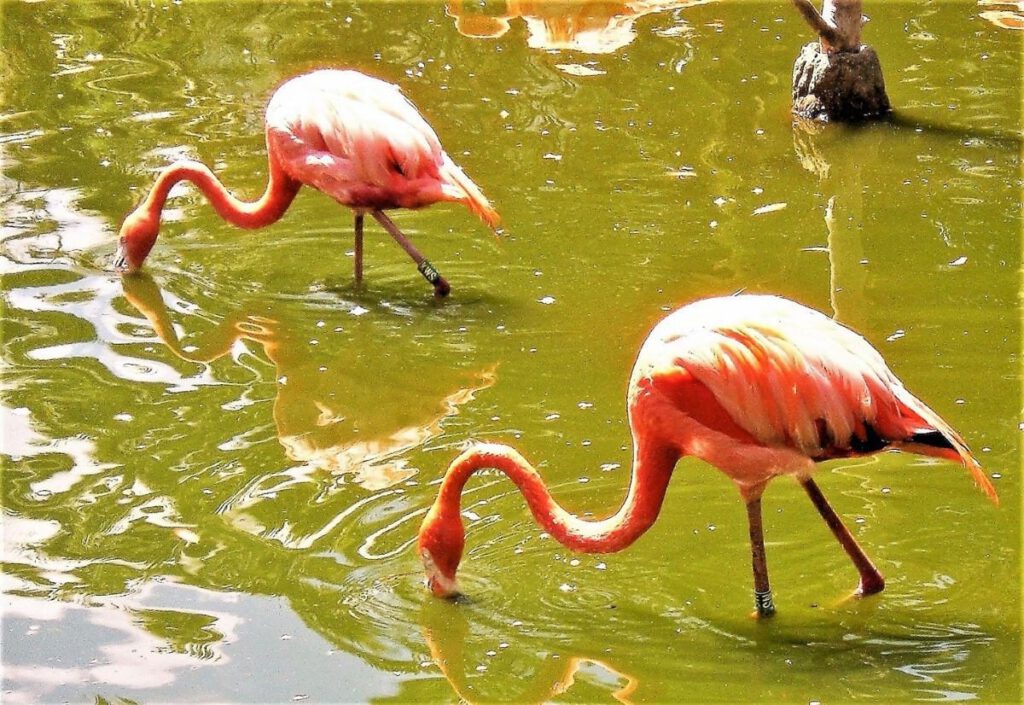 Synchronised Flamingos by Alan Sheridan