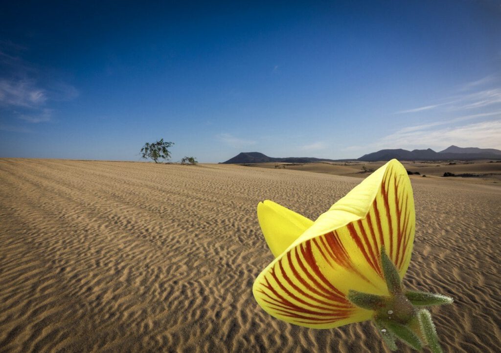 Desert Flower by Alan Hillman