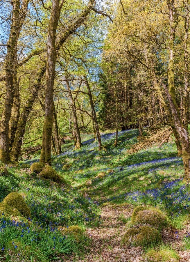 Bluebell Time of Year by Duncan Grey