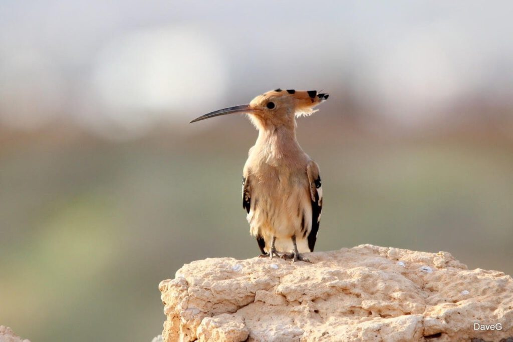 Portrait of a Hoopoe by Dave G
