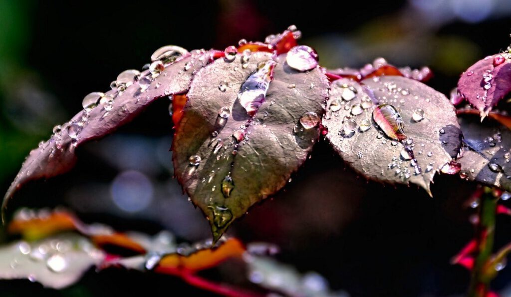 Raindrops Keep Falling On My Leaves by Jill Terry