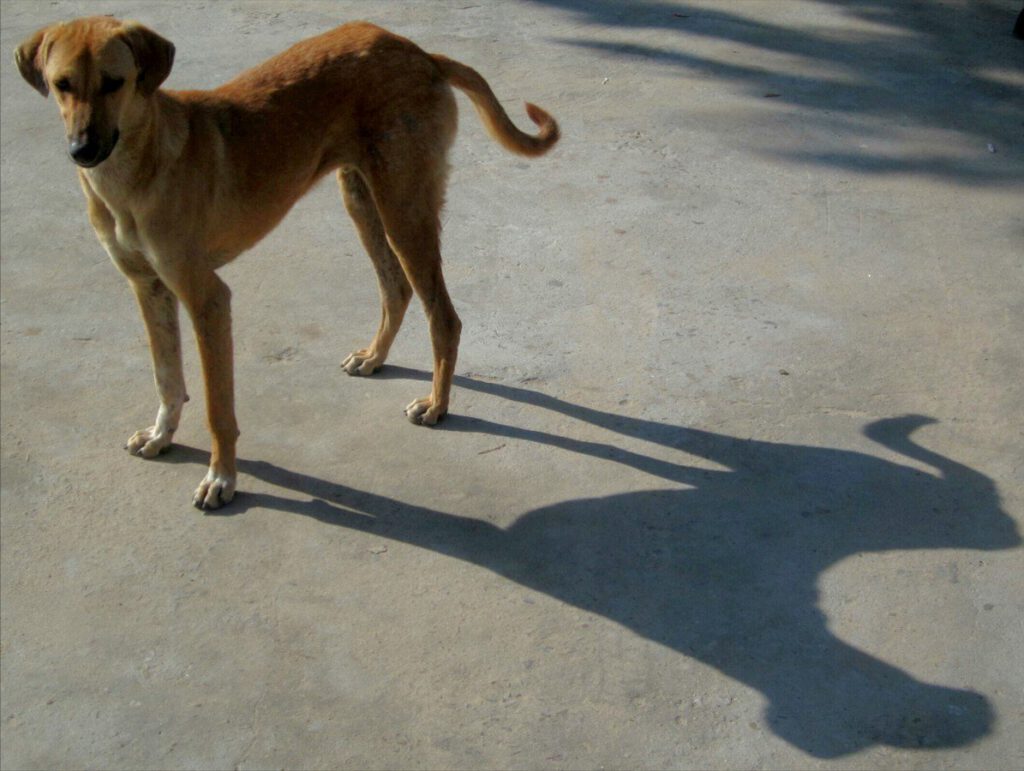 Indian Dog In Japur by Reinhold Heggenberger.