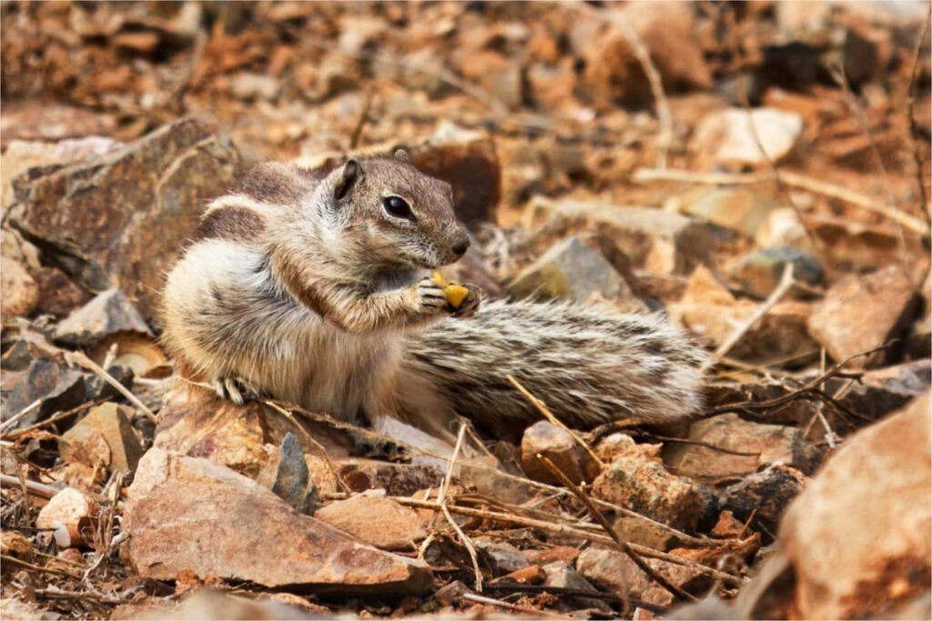 Barbary Ground Squirrel by Keith Vincent