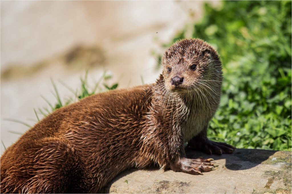 Otter: Keith Vincent