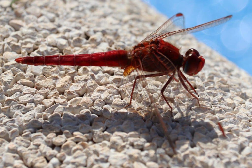 Scarlet Darter Dragonfly: Richard Holmes