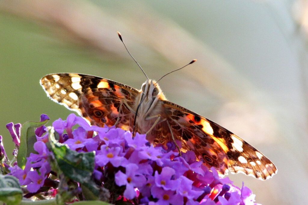 Painted Lady by Dave G