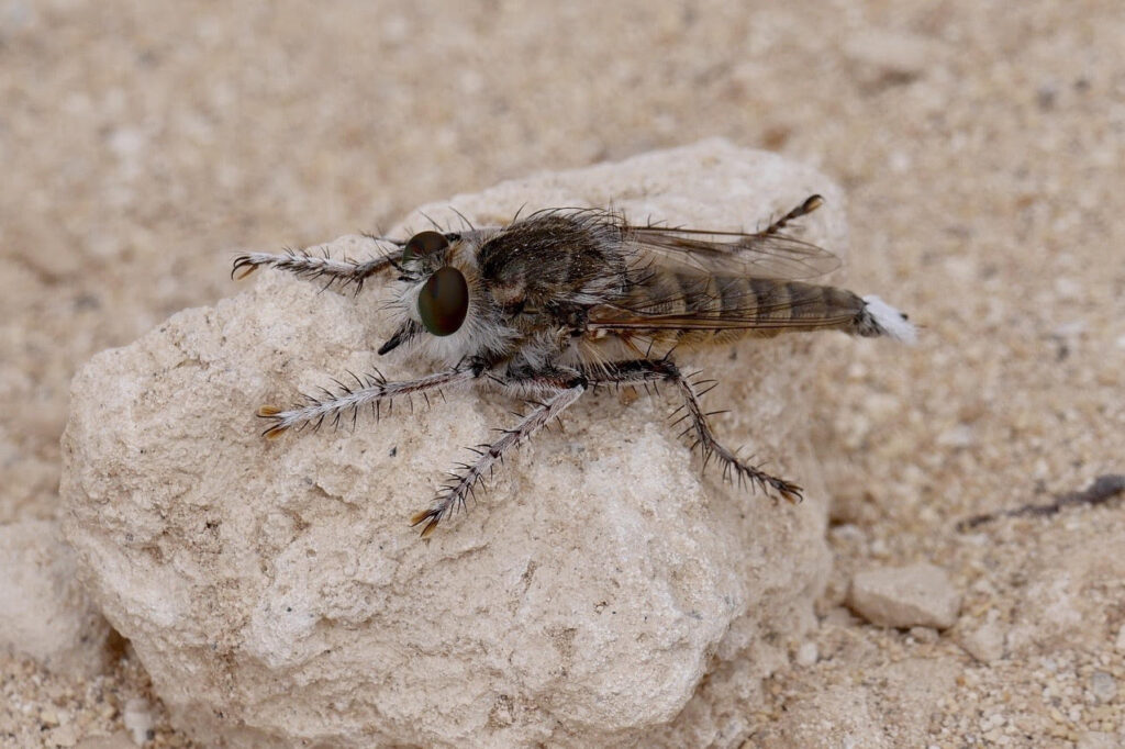 Robber Fly: Dave G