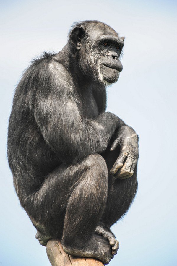 Big Chimp by Ian Terry